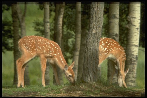 484037 park wildlife - park, a4