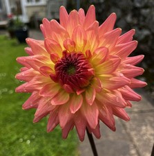 Dahlia Tuber " Ploventon Phylis"