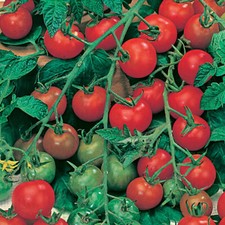 Tomato Gardener's Delight Plug