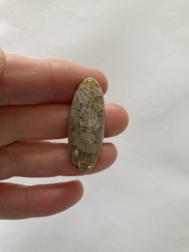 Fossil coral cabachon - coral,
