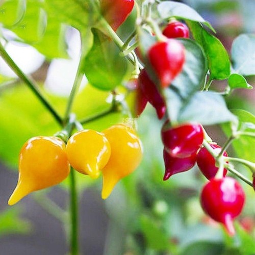 Biquinho chilli collection - chilli,
