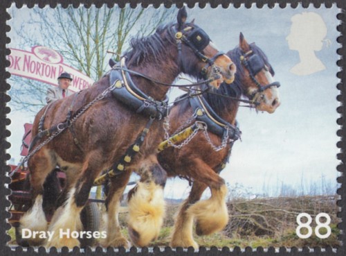 Dray horses illustrated - horses,