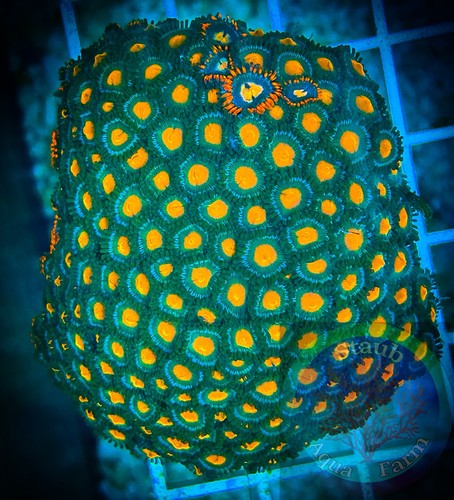 Saf 3 in zoanthid - saf~3.5,
