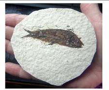 KNIGHTIA ALTA  FOSSIL FISH