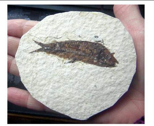 Knightia alta fossil fish - alta,