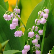 Pink Lily of The Valley Bare