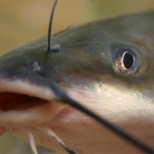 CATFISH ARE HERE 25 LIVE BLUE