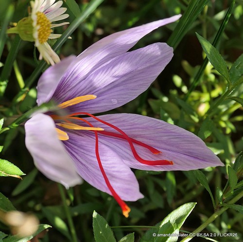 Crocus sativus - crocus,