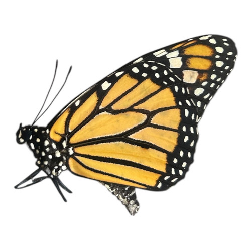 Danaus plexippus papered - plexippus,