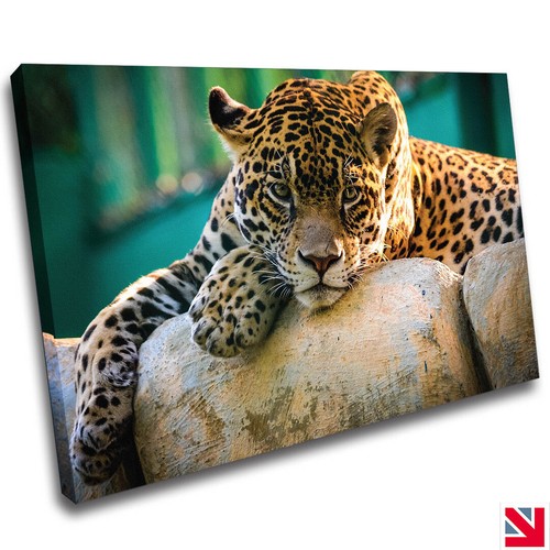 Leopard big cat - leopard,
