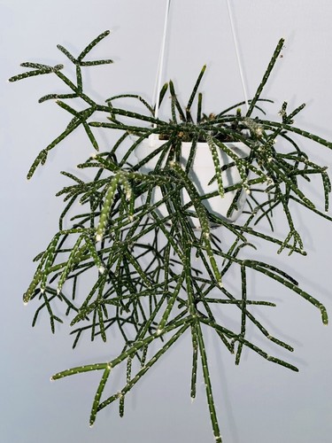 Fresh unrooted cuttings - x,