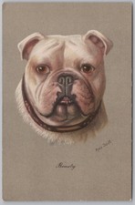 BULLDOG 'Beauty' by Amy Scott