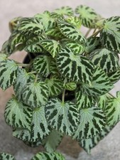 Begonia Silver Jewel Baby