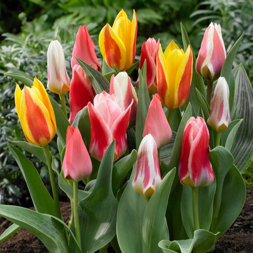 Early flowering short tulip - early,
