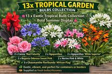 13 x Tropical Bulbs Mix –