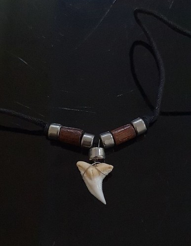 Real white shark tooth