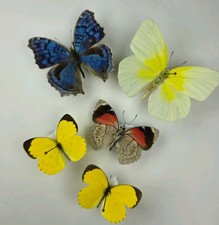 Real Butterfly Collection x 5