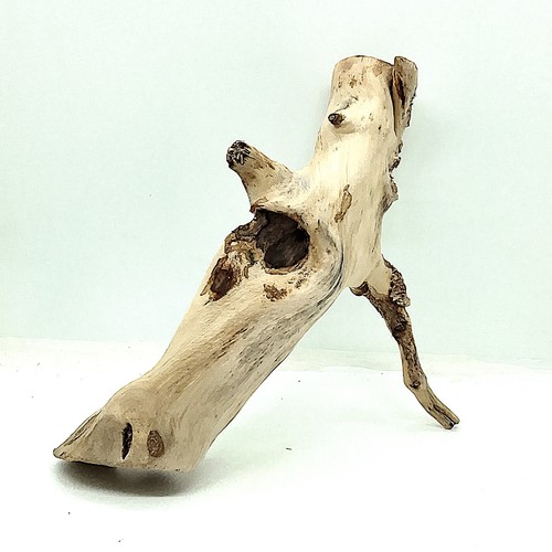 Driftwood root sculpture - root, –