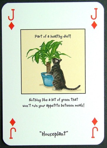 Playing card magnificent - x,