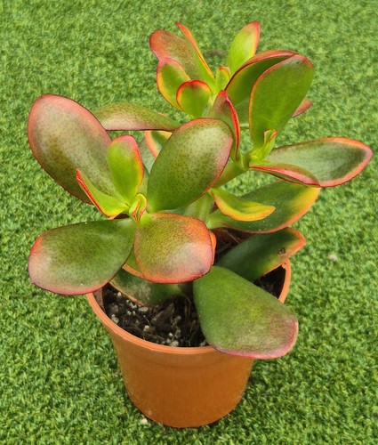 Crassula ovata hummel s - ovata, 'hummel’s