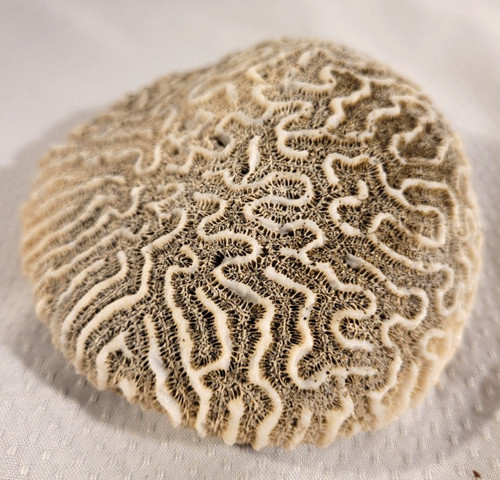 Natural fossilized brain - fossilized,