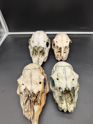 British fallow doe skulls - fallow,