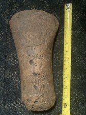 Weymouth Plesiosaur Propodial