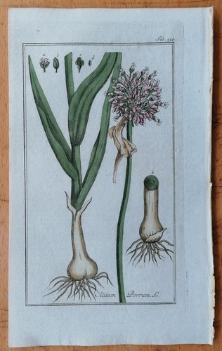 Leek allium porrum original - allium,