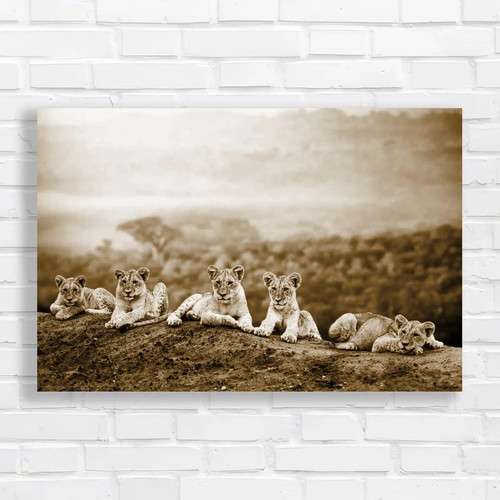 Close lion cubs laying - up,