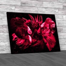 Vibrant Siamese Fighting Fish