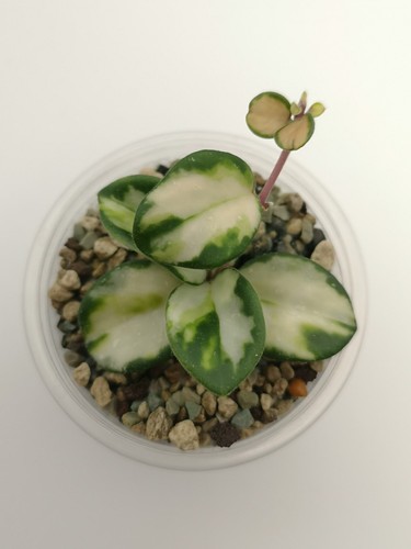 Hoya mathilde variegated - mathilde,