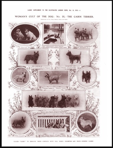 Cairn terrier vintage style - cairn,