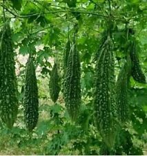 Indian Green bitter gourd -