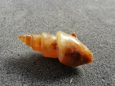 Snail fossil agatized
