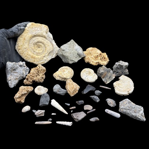 1kg british fossil mix - fossil, 38