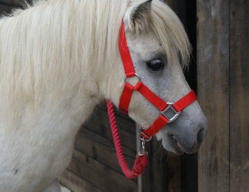 Mini shetland - mini,