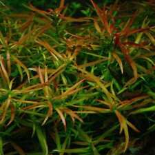 Ludwigia arcuata - Tropical