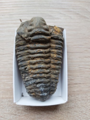 Trilobite fossil - trilobite,