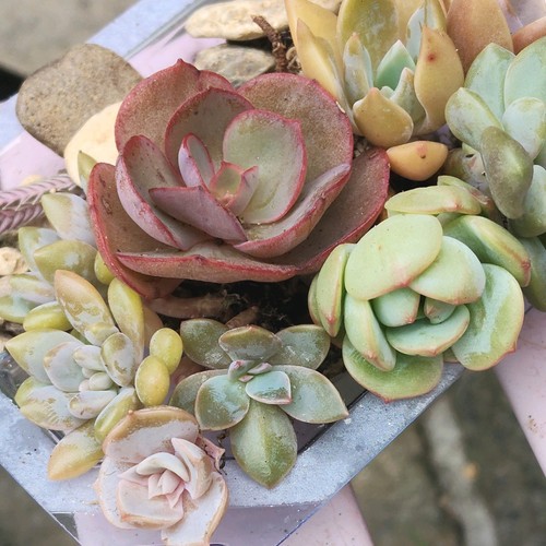Colourful named succulent - named,