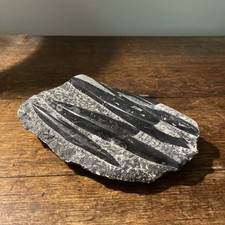 Group orthoceras by - orthoceras, 8”