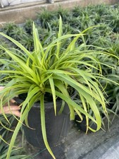 Luzula Sylvatica Great