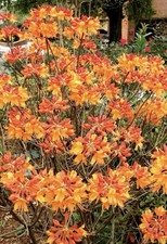 Stonewall Jackson Azalea