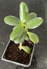 Jade Plant Money Tree