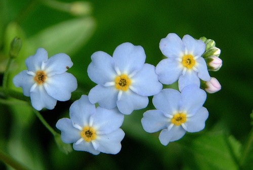 Water pond plant - x, aquatic