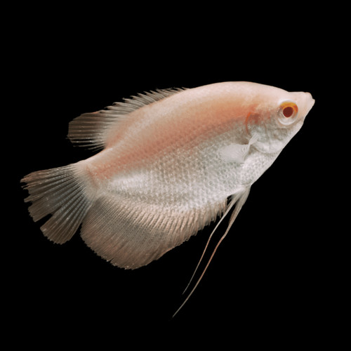 Albino giant gourami - giant,