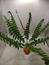 artificial reptile plants | fern | cactus | vivarium | terrarium |