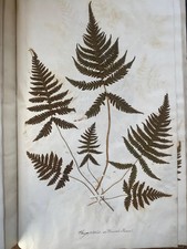 Victorian Scrapbook Album with