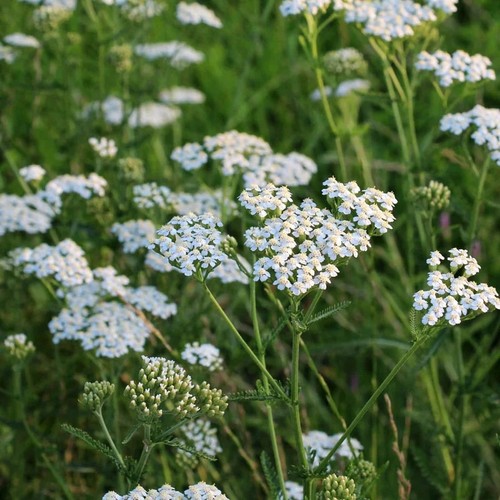 Achillea plants bee - 3x,