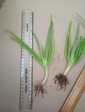 Aloe Vera Plant Houseplant