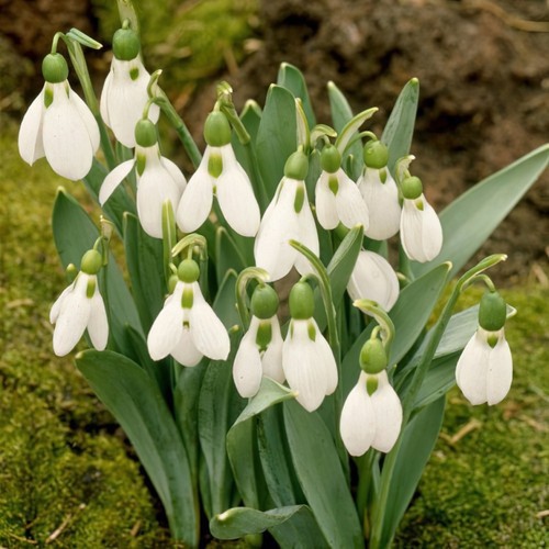 15x giant elwesii snowdrop - 15x,